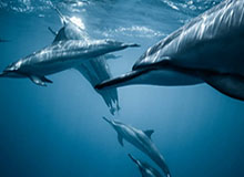 最高4年2.15亿美元 库里有望以超级合同终老勇士